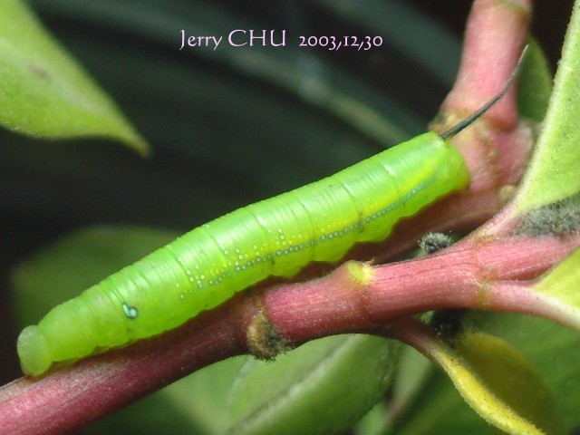 按此在新視窗瀏覽圖片