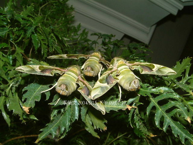 按此在新視窗瀏覽圖片