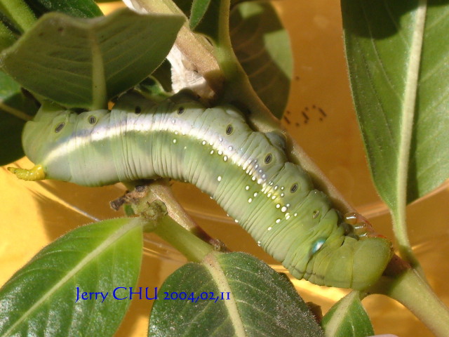 按此在新視窗瀏覽圖片