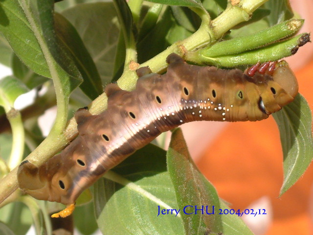 按此在新視窗瀏覽圖片
