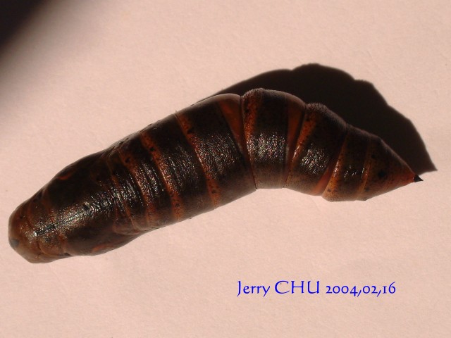 按此在新視窗瀏覽圖片