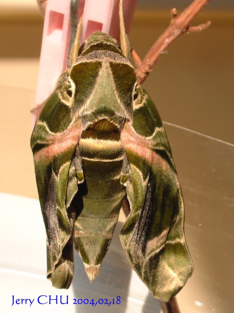 按此在新視窗瀏覽圖片