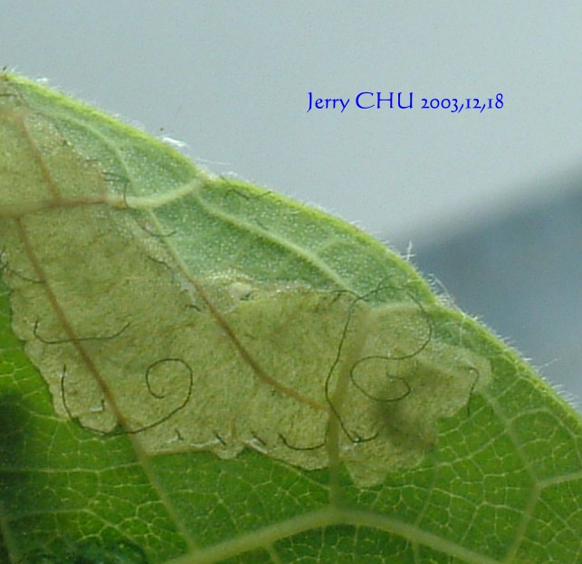 按此在新視窗瀏覽圖片