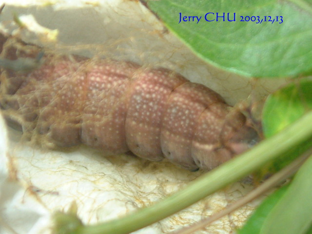 按此在新視窗瀏覽圖片