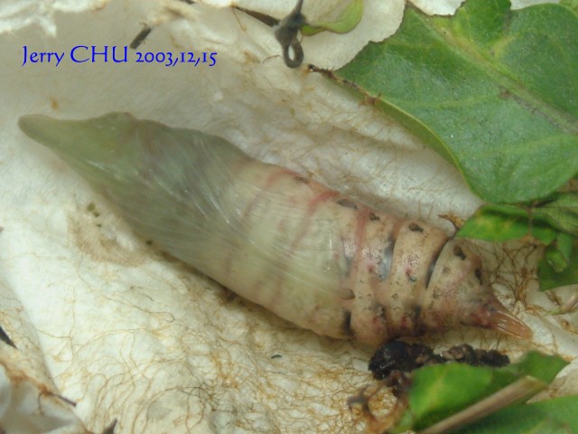 按此在新視窗瀏覽圖片