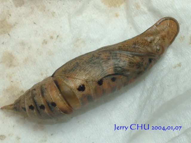 按此在新視窗瀏覽圖片