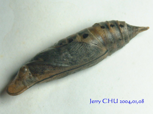 按此在新視窗瀏覽圖片