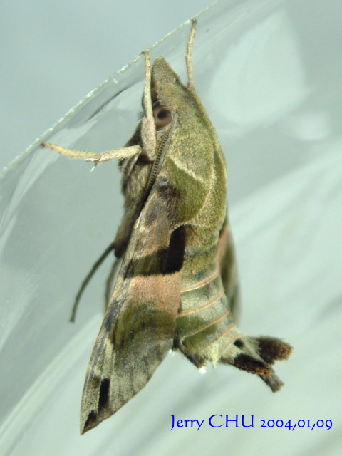 按此在新視窗瀏覽圖片