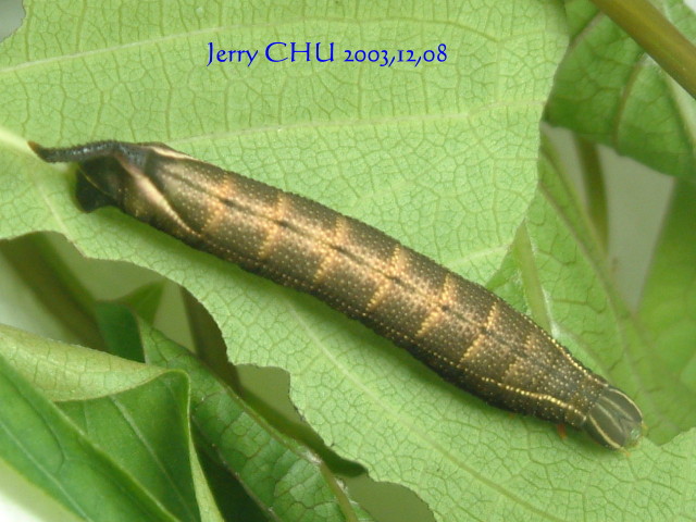 按此在新視窗瀏覽圖片