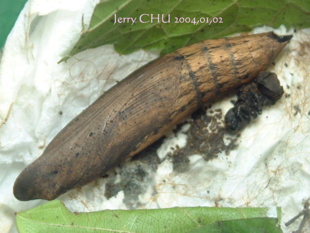 按此在新視窗瀏覽圖片