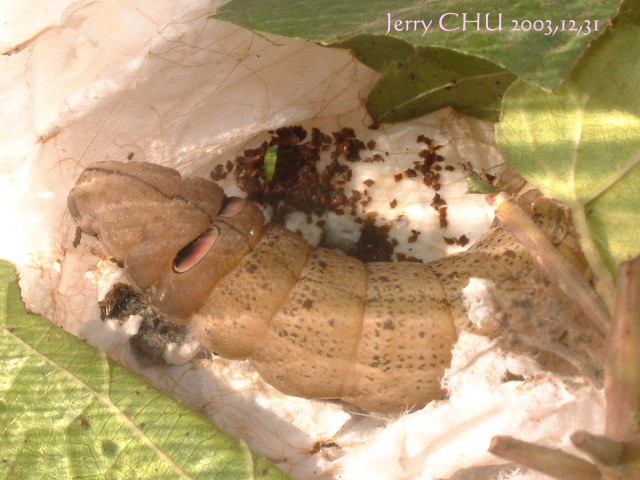 按此在新視窗瀏覽圖片