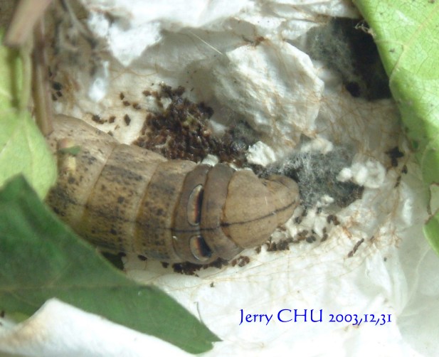 按此在新視窗瀏覽圖片