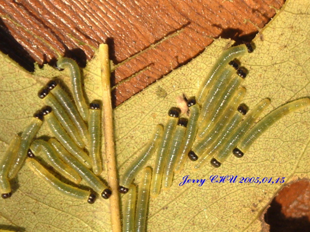 按此在新視窗瀏覽圖片