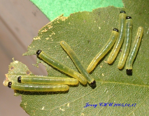 按此在新視窗瀏覽圖片