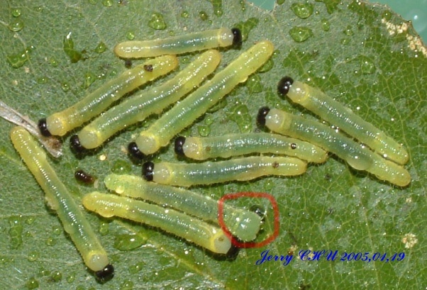 按此在新視窗瀏覽圖片