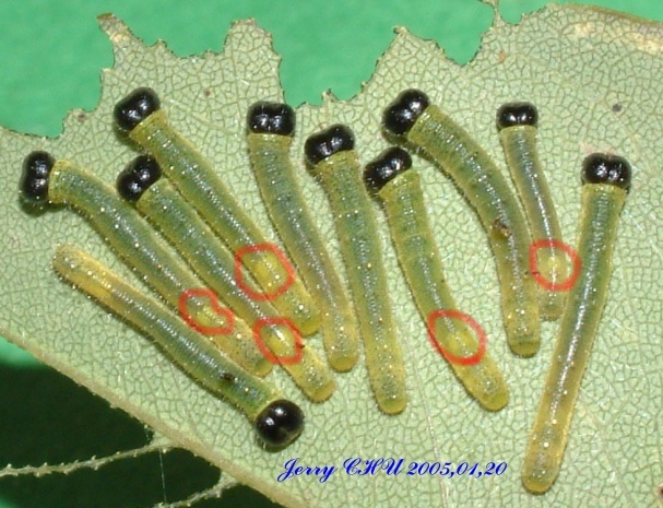 按此在新視窗瀏覽圖片