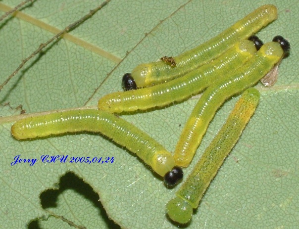 按此在新視窗瀏覽圖片