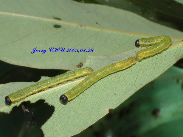 按此在新視窗瀏覽圖片