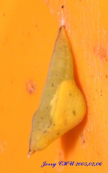 按此在新視窗瀏覽圖片