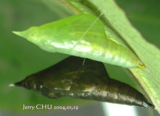 按此在新視窗瀏覽圖片