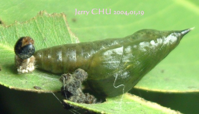 按此在新視窗瀏覽圖片