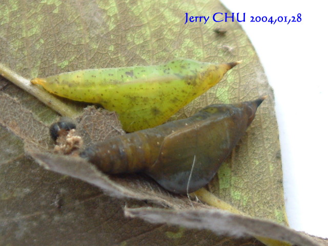 按此在新視窗瀏覽圖片