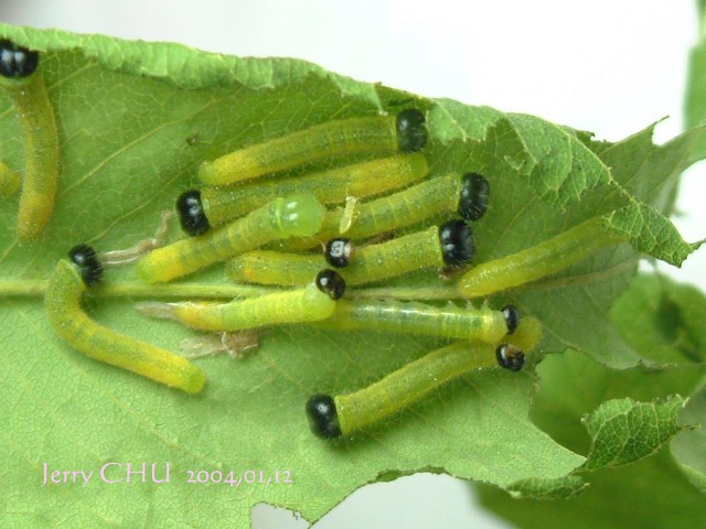 按此在新視窗瀏覽圖片