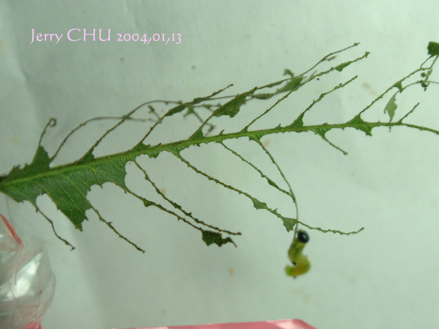 按此在新視窗瀏覽圖片