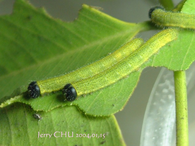 按此在新視窗瀏覽圖片
