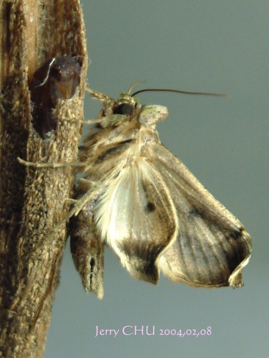 按此在新視窗瀏覽圖片