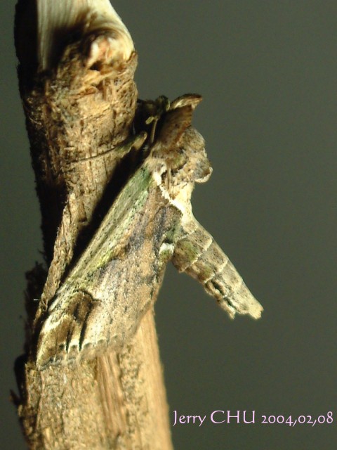 按此在新視窗瀏覽圖片