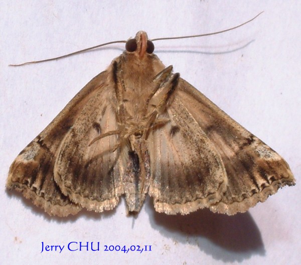 按此在新視窗瀏覽圖片