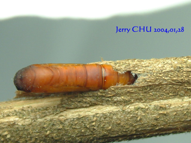 按此在新視窗瀏覽圖片