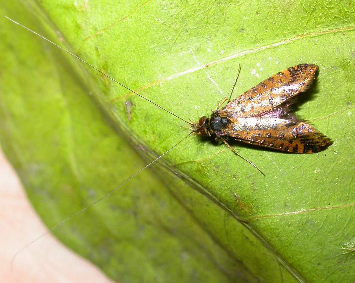 «ö¦¹¦b·sµøµ¡ÂsÄý¹Ï¤ù