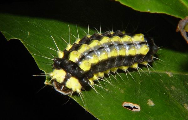 按此在新視窗瀏覽圖片