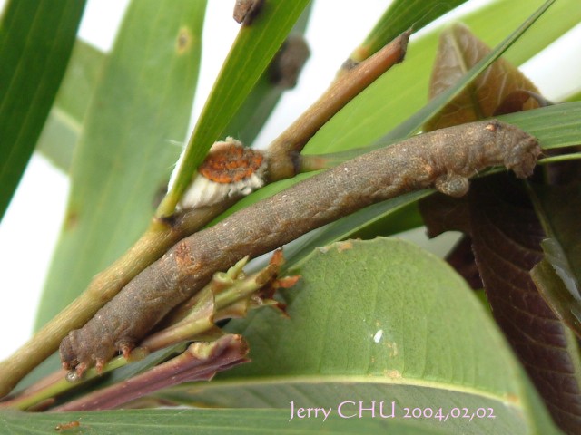 按此在新視窗瀏覽圖片