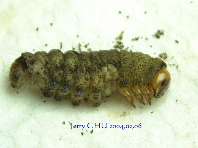 按此在新視窗瀏覽圖片