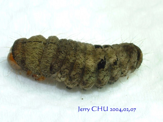 按此在新視窗瀏覽圖片