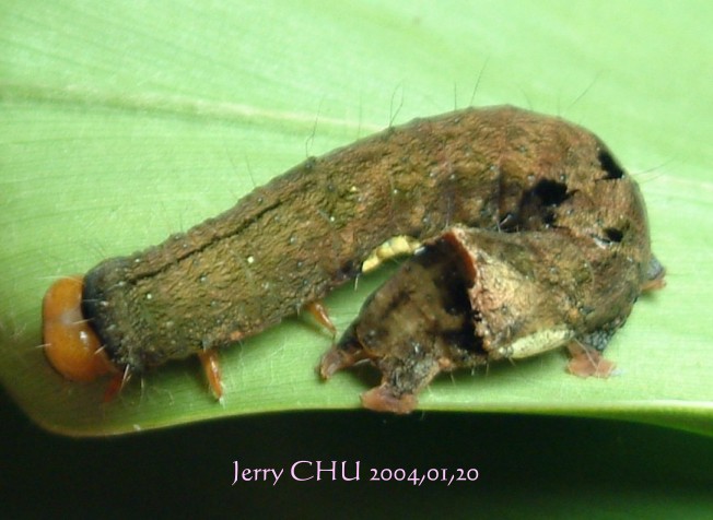 按此在新視窗瀏覽圖片