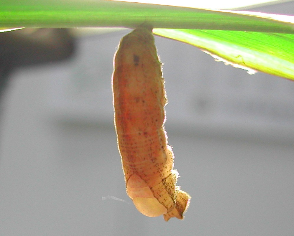 按此在新視窗瀏覽圖片