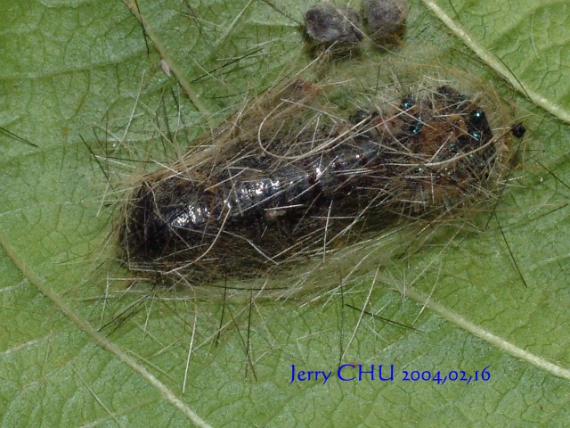 按此在新視窗瀏覽圖片