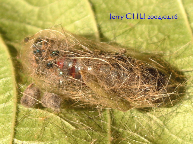 按此在新視窗瀏覽圖片