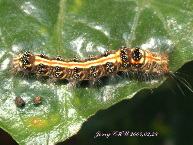 按此在新視窗瀏覽圖片