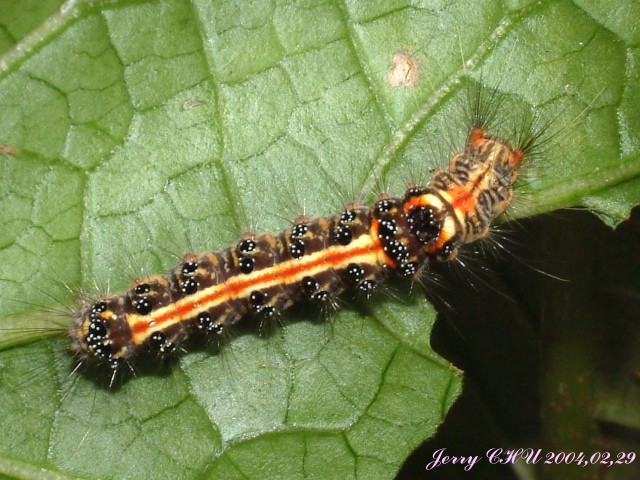 按此在新視窗瀏覽圖片