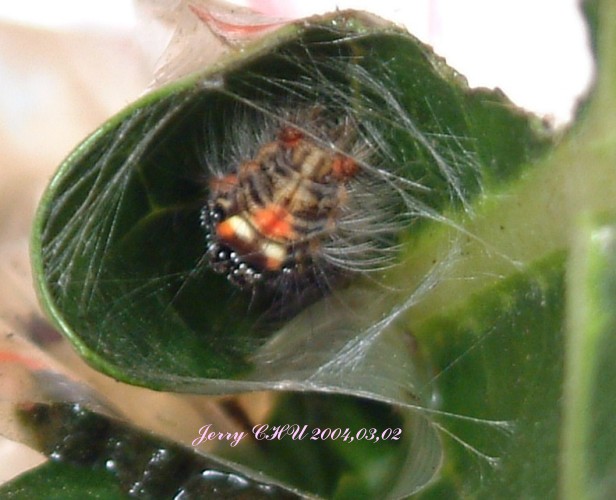 按此在新視窗瀏覽圖片