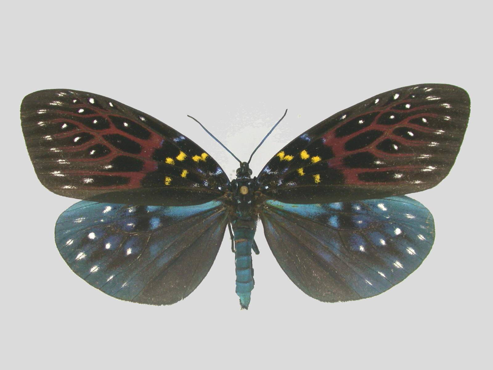 «ö¦¹¦b·sµøµ¡ÂsÄý¹Ï¤ù