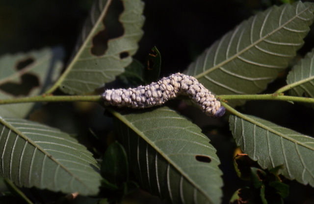 按此在新視窗瀏覽圖片