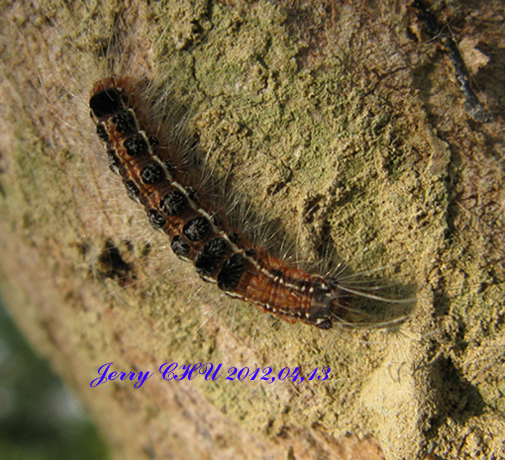 按此在新視窗瀏覽圖片