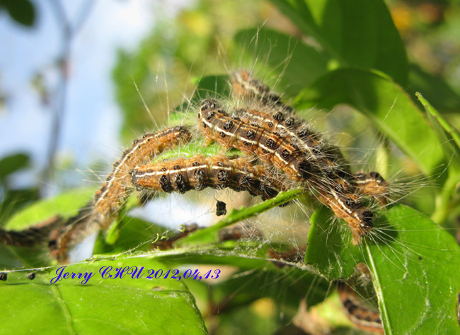 按此在新視窗瀏覽圖片