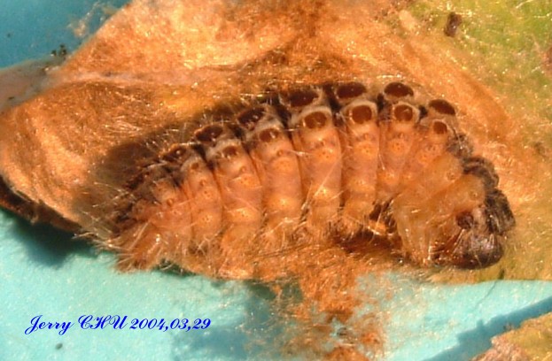 按此在新視窗瀏覽圖片